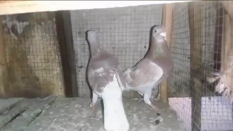 Amber sria pigeon beautiful breeder pair