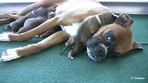 CUTE Boxer's Puppies (in HD)