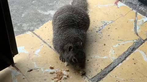 Squirrel at my living room