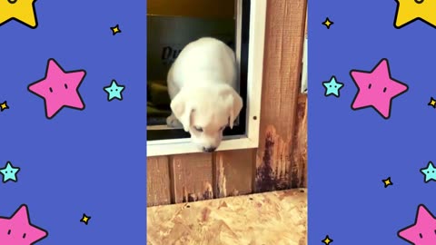 Today we learn how to use a doggy door!! 🙌🐶