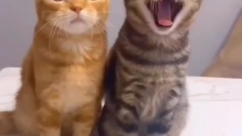 funny and adorable cat videos