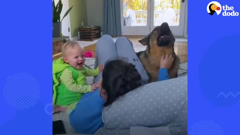 Angry Police Dog Turns Into Giant Mush Around His Baby Sister