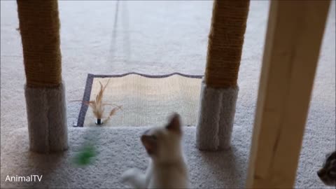 Adorable Kitten Playing Video