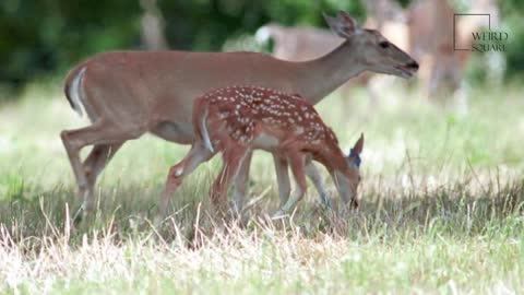 Interesting facts about white tailed deer by weird square