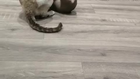 Cat vs Puppy Battle