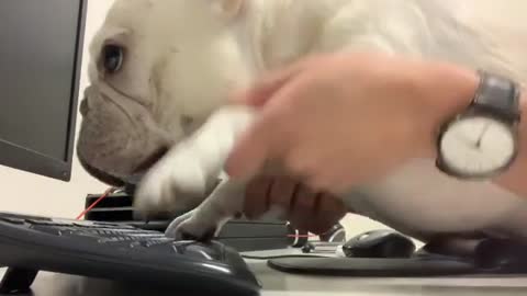 Tech savvy pup "types" on computer keyboard