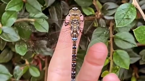 Aeshna juncea - Dragonflies