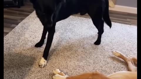 He’s stealing his brother bone