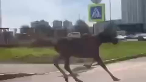 Moose on the foot loose