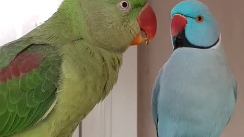 Talking Alexandrine Parrot