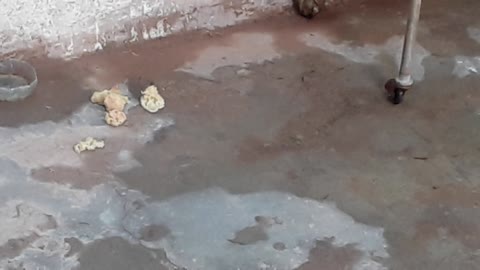 Un oiseau nourrissant ses petits depuis le balcon d'une maison