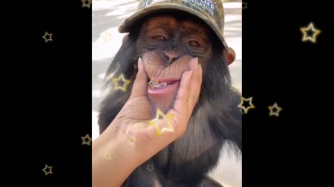 monkey funny video!! monkey reaction