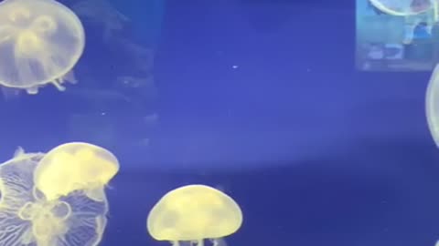 Jellyfish playing in the water