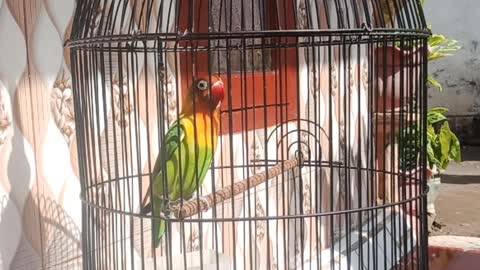 Singing Lovebird with sunbathe