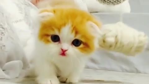 Cute Cat and Cute Kitten