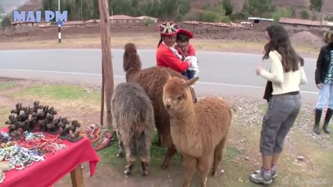 Cute llama alpaca can attack human-hilairous