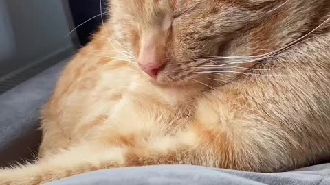 CAT Relaxation/Meditation