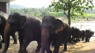 Asian Elephants, Sri Lanka.