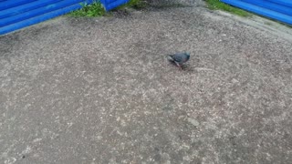 A beautiful pigeon is enjoying.