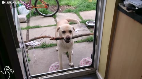 Dogs Who Have Zero Regrets About Getting Stuck Here