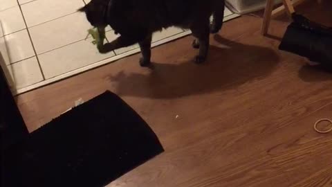 Black cat playing with green toy that makes cricket noises on wood floors