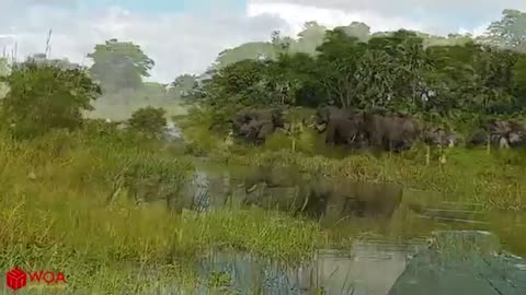 Brave Elephant Saves Baby Elephant From Crocodile Hunter