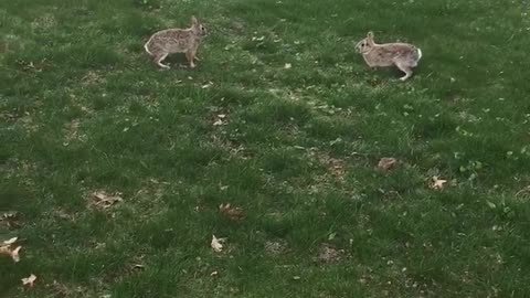Backyard bunnies have cutest hopping fight