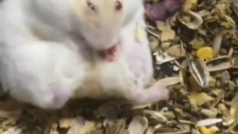 Nacimiento de hamster