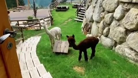 Open the door and the alpacas graze in the hilltop garden.