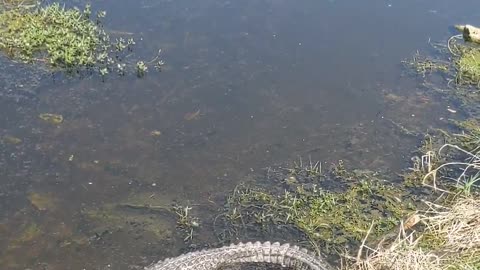 Alligator Sunning in the creek