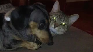 Grey cat licking and grooming black weiner dog on couch