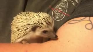 Little Cute Hedgehog Just Came Home For Baby