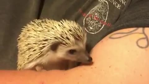 Little Cute Hedgehog Just Came Home For Baby