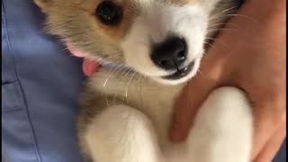 Settling a Cute Corgi After a Sneeze