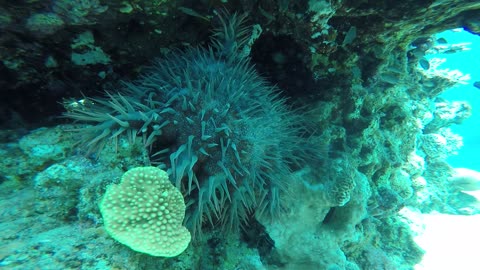 Coral reefs and water plants in the Red Sea, Eilat Israel 3