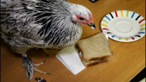 The Chicken Stole My Sandwich