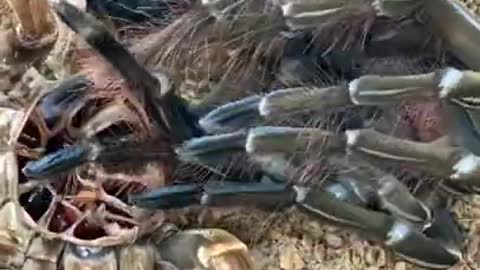 ¡Pájaro GIGANTE comiendo tarántula!