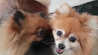 Brown dog giving other brown dog kisses and licks