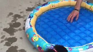 Australian Shepherd puppy first time sees a pool