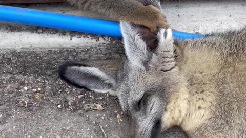 Sleepy Bat Eared Fox Gets Ear Massages from Nosy Lemurs
