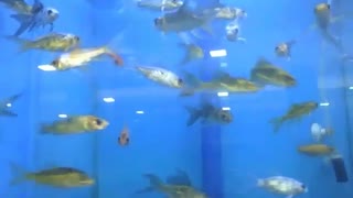 Lots of small fish swimming in the aquarium at store [Nature & Animals]