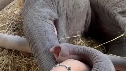 Baby elephant holding caretaker's hand
