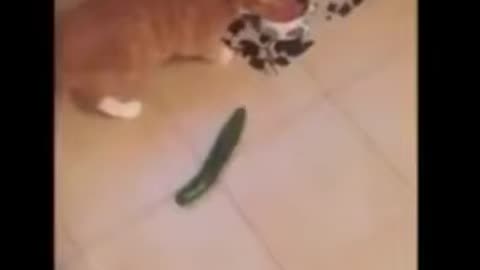 Cats Cucumber Prank - Funny Cats