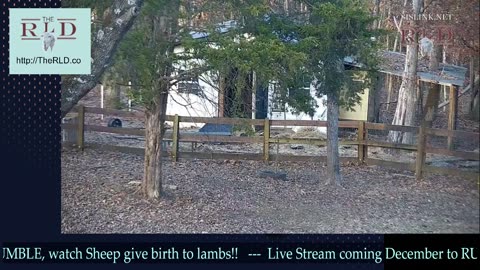 Live stream Lambing UPDATE | w. Holiday Music