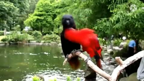 See cutiest two loverbirds,they show how to love each other