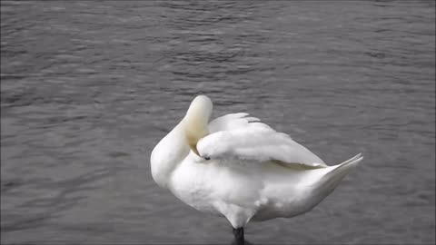 Hear and watch an amazing video of Swan cleaning itself in the lake