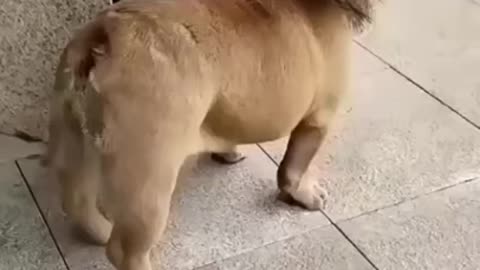 dog who thinks he's a lion