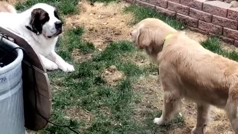 Are the two Doggos gonna Fight?!!!