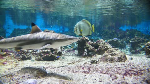 Baby Sharks In Water with Funny Moves :)