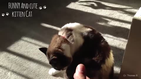 Adorable Cat Playing Dead with owner Funny and Cute Cat Videos